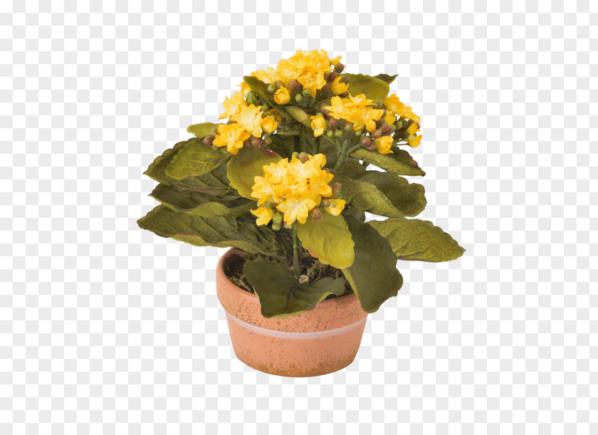 Flower Gaillardia × Grandiflora Seed Plant Gift PNG