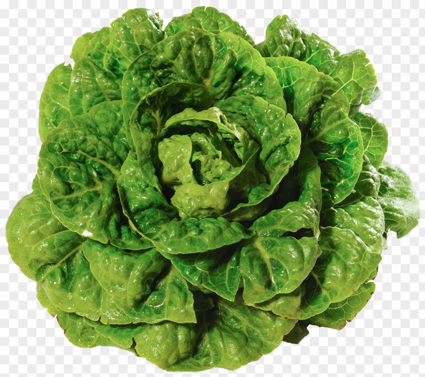 Salad Romaine Lettuce Variety Vegetable Leaf PNG