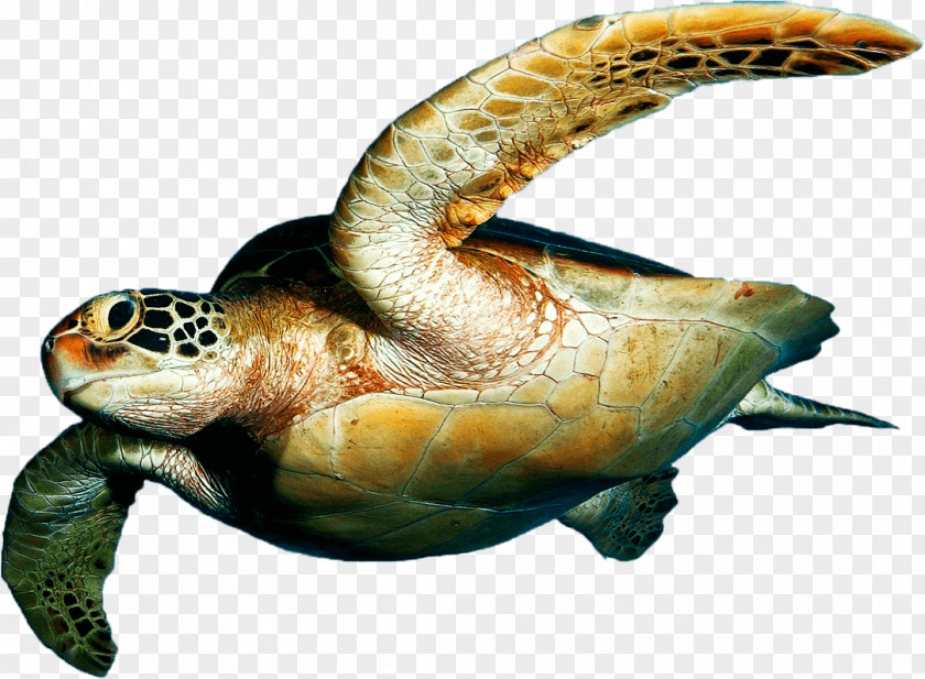 Turtle Loggerhead Sea Tortuguero National Park Desktop Wallpaper PNG