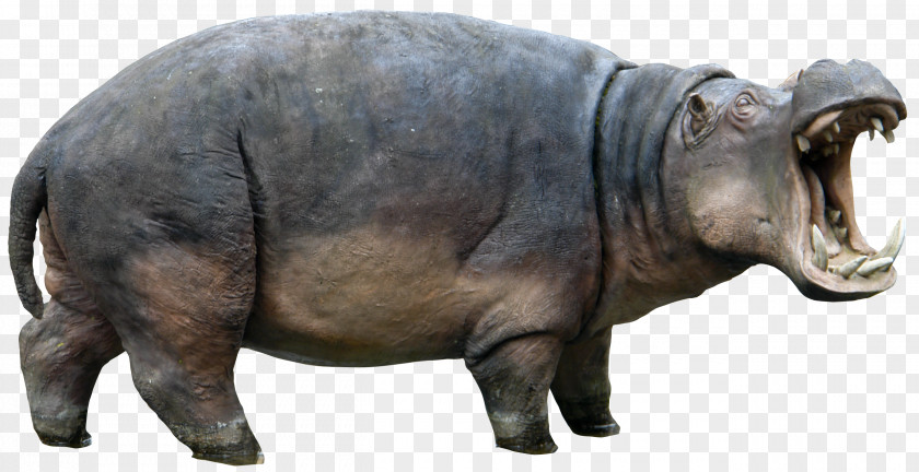 Hand-painted Animal Pictures,Animal Rhino Hippopotamus Rhinoceros Clip Art PNG