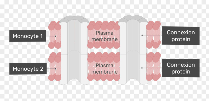 Muscle Tissue Gap Junction Cell Ion Exchange Action Potential PNG