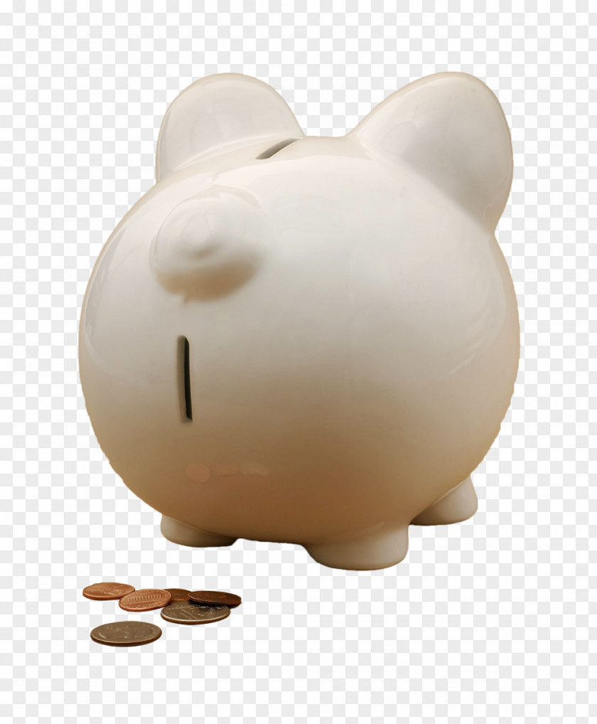 Piggy Bank Domestic Pig PNG