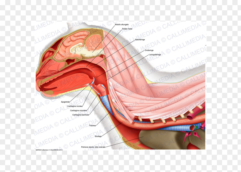 Thyroid Cartilage Neck Atlas Human Anatomy Vertebral Column PNG