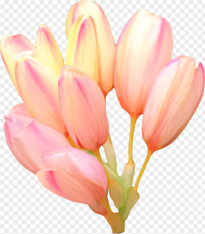 Tulip Flower Blume Clip Art PNG