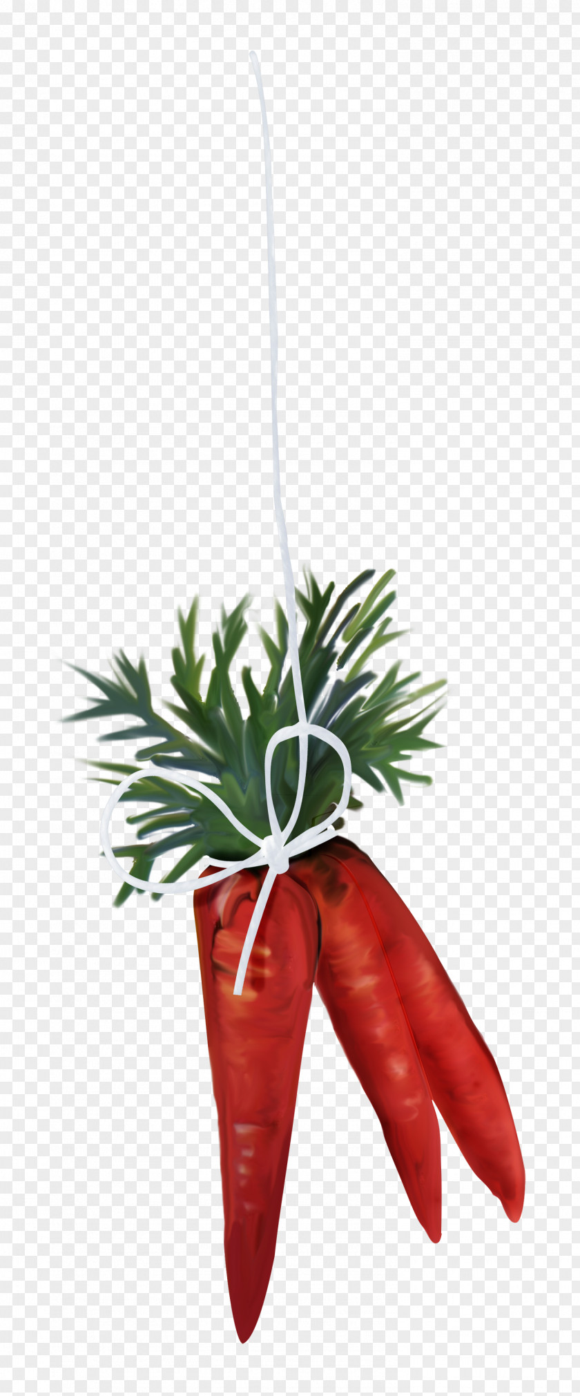 Vegetable Carrot Cucurbita Pumpkin PNG