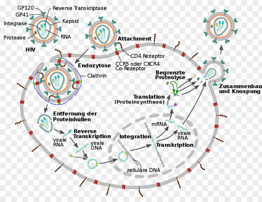 Virus C Management Of HIV/AIDS Viral Life Cycle PNG
