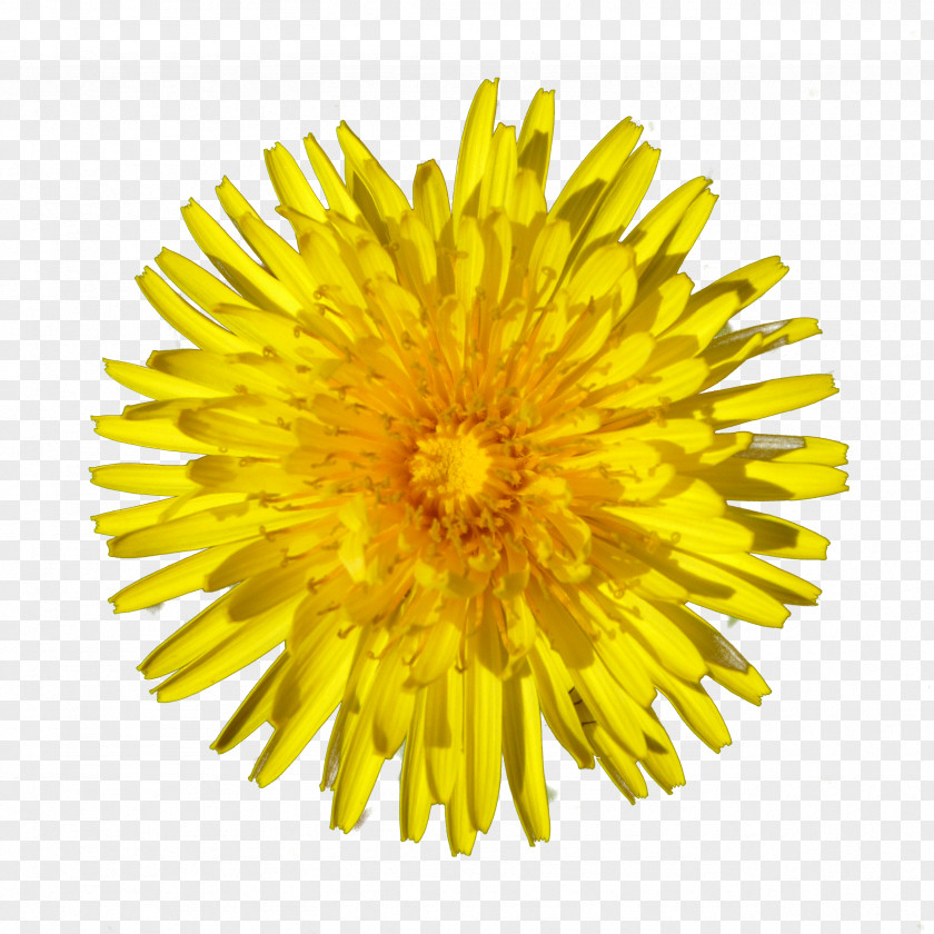 Dandelion Honey Bee Flower PNG