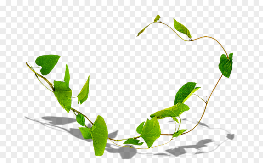 Herbal Flower Ivy Leaf PNG