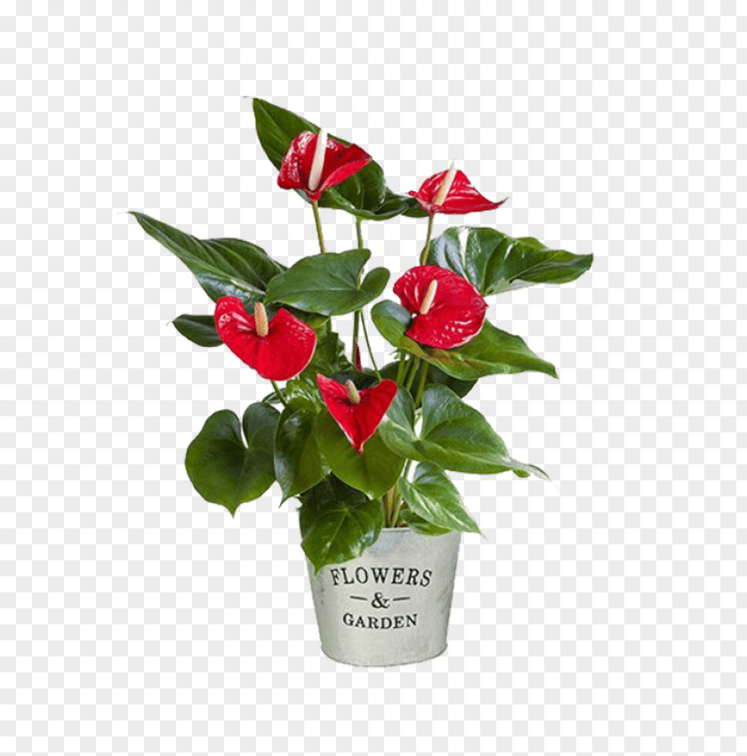 Plant Cut Flowers Laceleaf Gift PNG