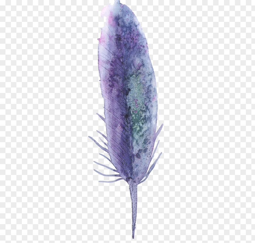 Purple Lavender Drawing Lilac Color PNG
