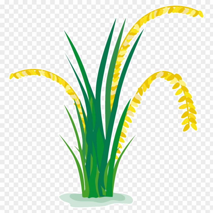 Rice Vector Graphics Clip Art Paddy Field Grasses PNG