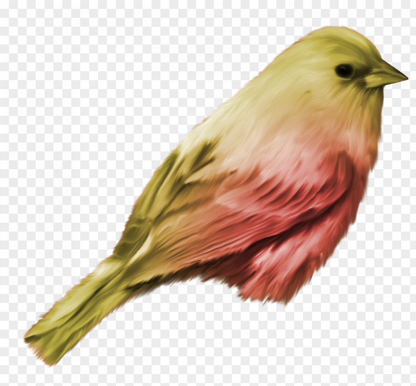 Birds Bird Download PNG