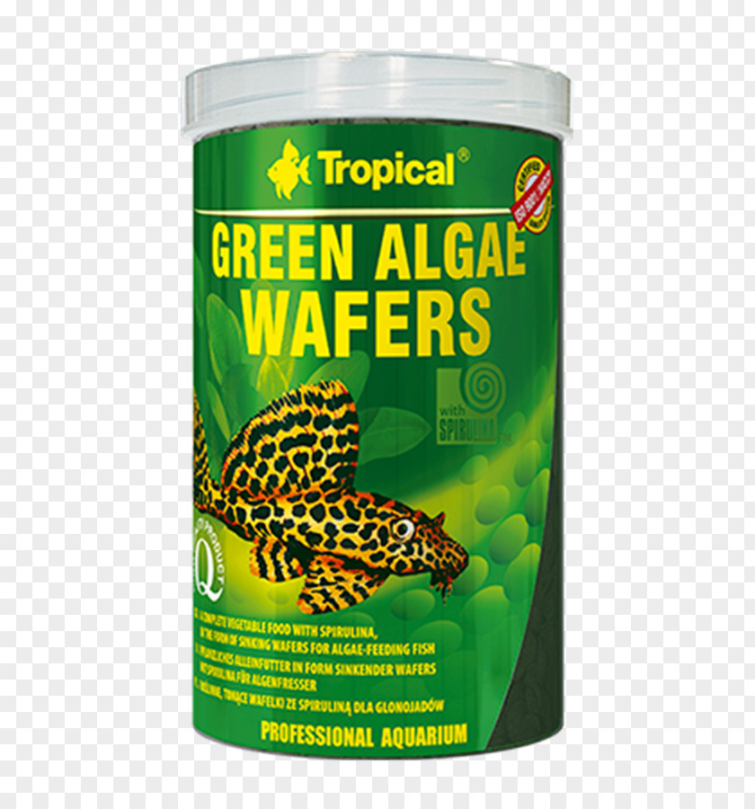 Plant Green Algae Spirulina Mate Food PNG