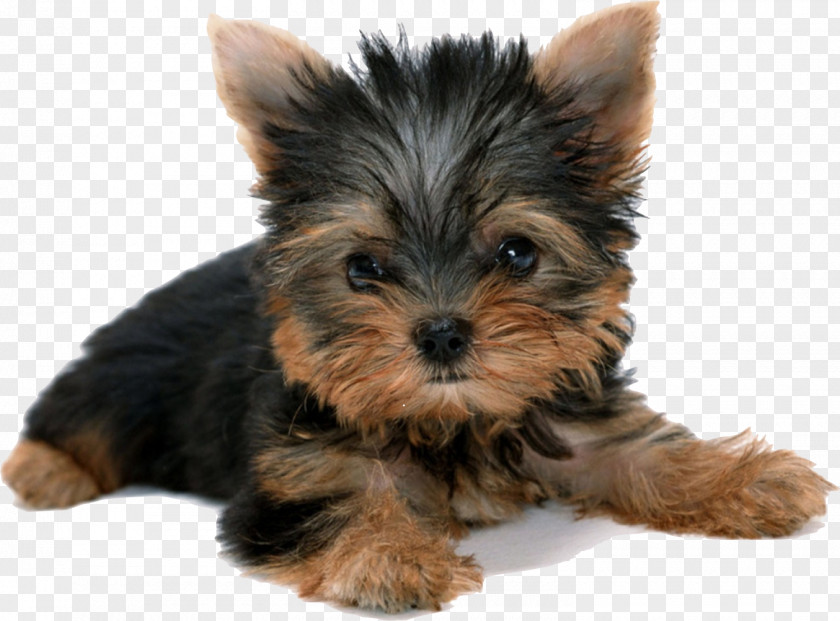 Puppies Yorkshire Terrier Puppy Desktop Wallpaper PNG