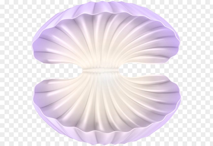 Seashell Oyster Clip Art PNG