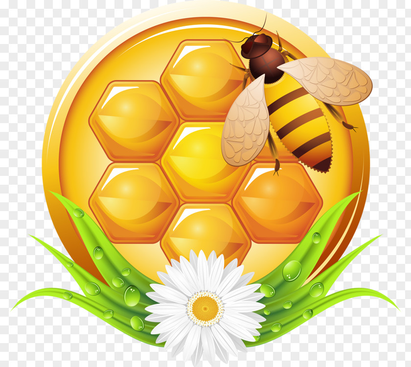 Honey Bees Bee Photography Illustration PNG