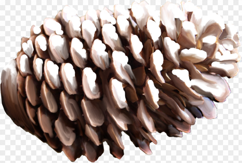 Pine Cone Spruce Conifer Snowflake PNG
