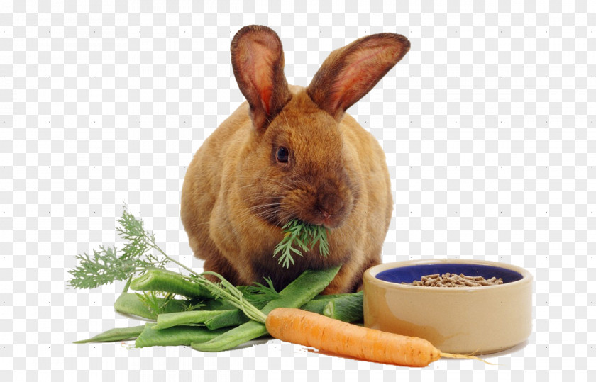 Rabbit Rex Carrot Cake Food PNG