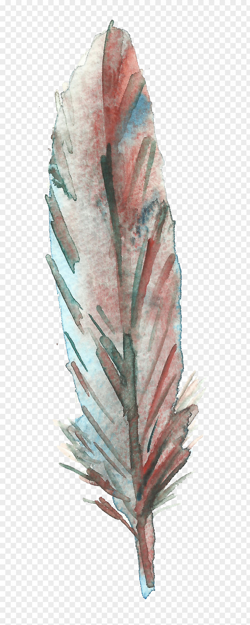 Red Feather Bird Drawing PNG