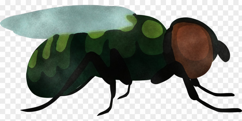 Beetles Insect Science Biology PNG