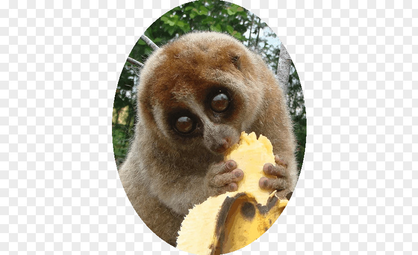 Orangutan Pygmy Slow Loris Primate Red Slender Sunda PNG