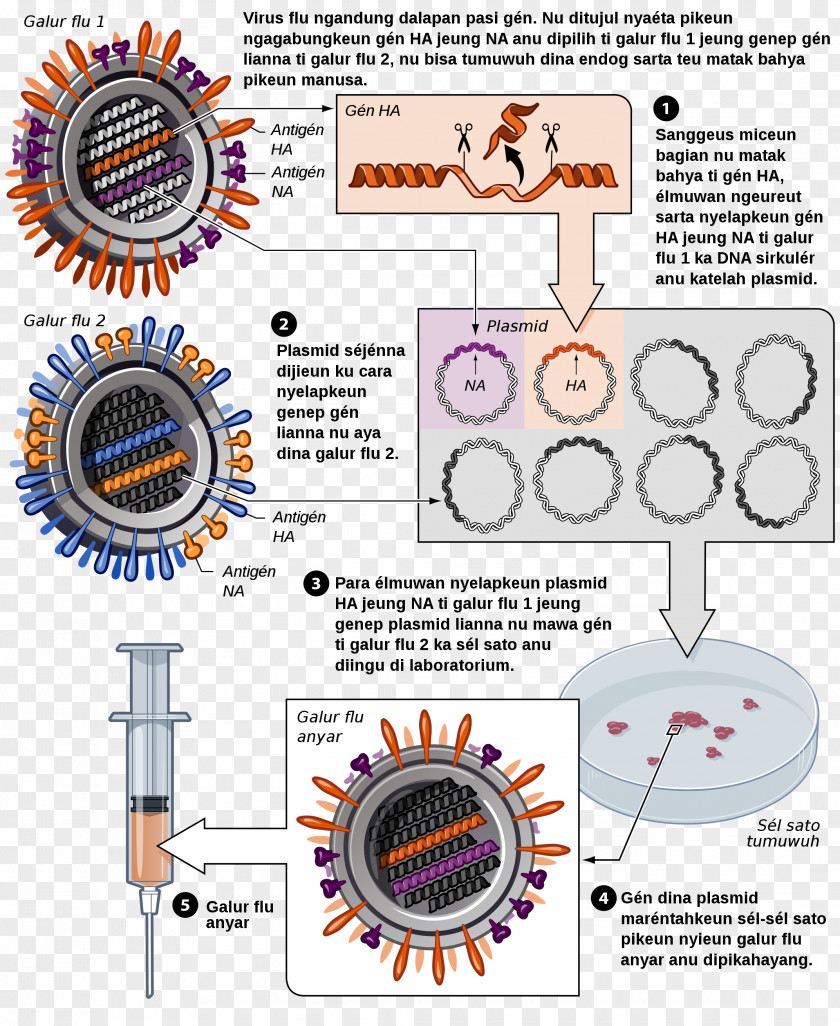 The Flu Influenza Vaccine DTaP Hepatitis B PNG