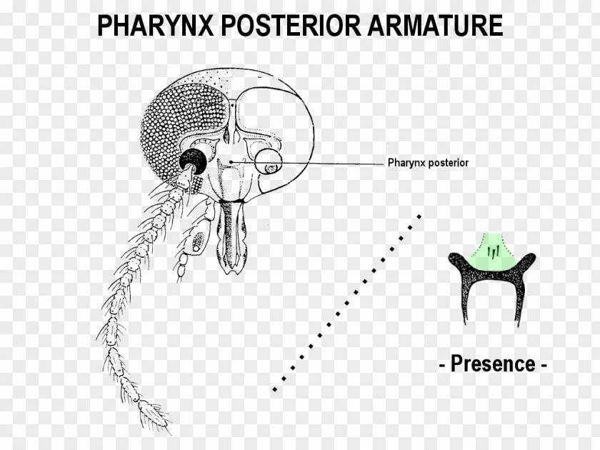 Catalogue Of Palaearctic Diptera Graphic Design Drawing /m/02csf PNG