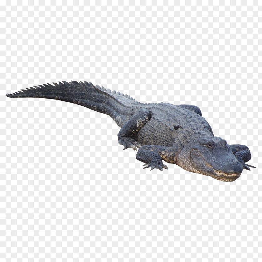 Crocodile Clip Alligator PNG