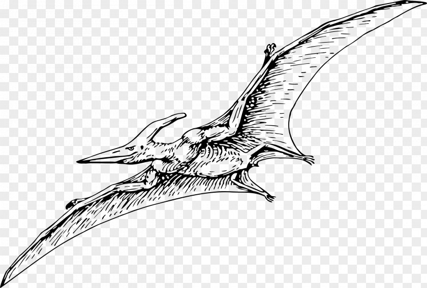 Dinosaur Clipart Pterodactyls Stegosaurus Pteranodon Pterosaurs Drawing PNG