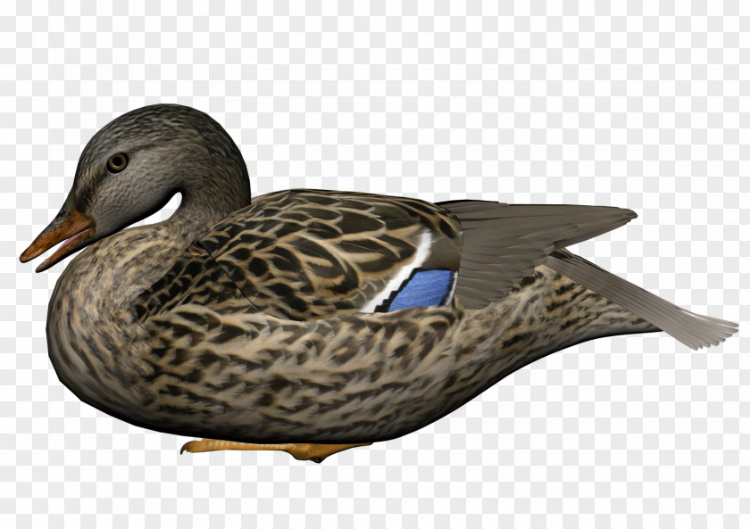 Duck Baby Ducks Mallard Clip Art PNG