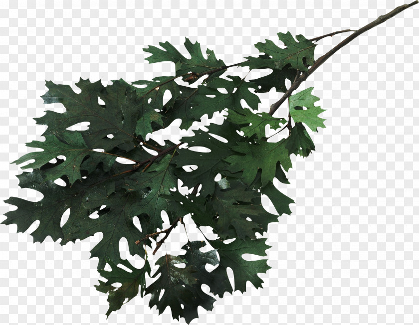 Leaf Oak Cluster Digital Image Clip Art PNG