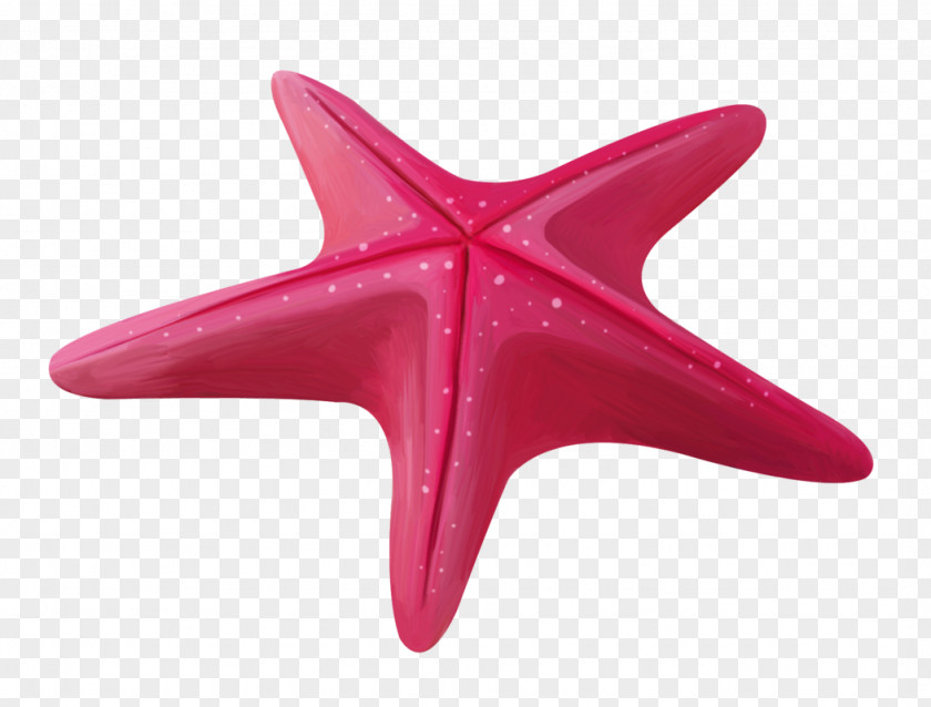 Starfish Ochre Sea Star Image Echinoderm PNG