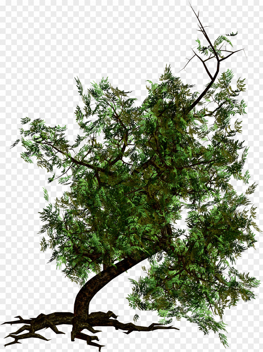 Tree Image PNG