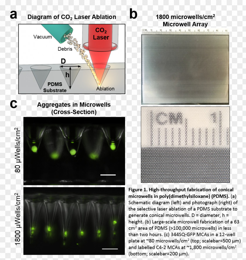 Cell Culture Laser Ablation Carbon Dioxide Cutting PNG