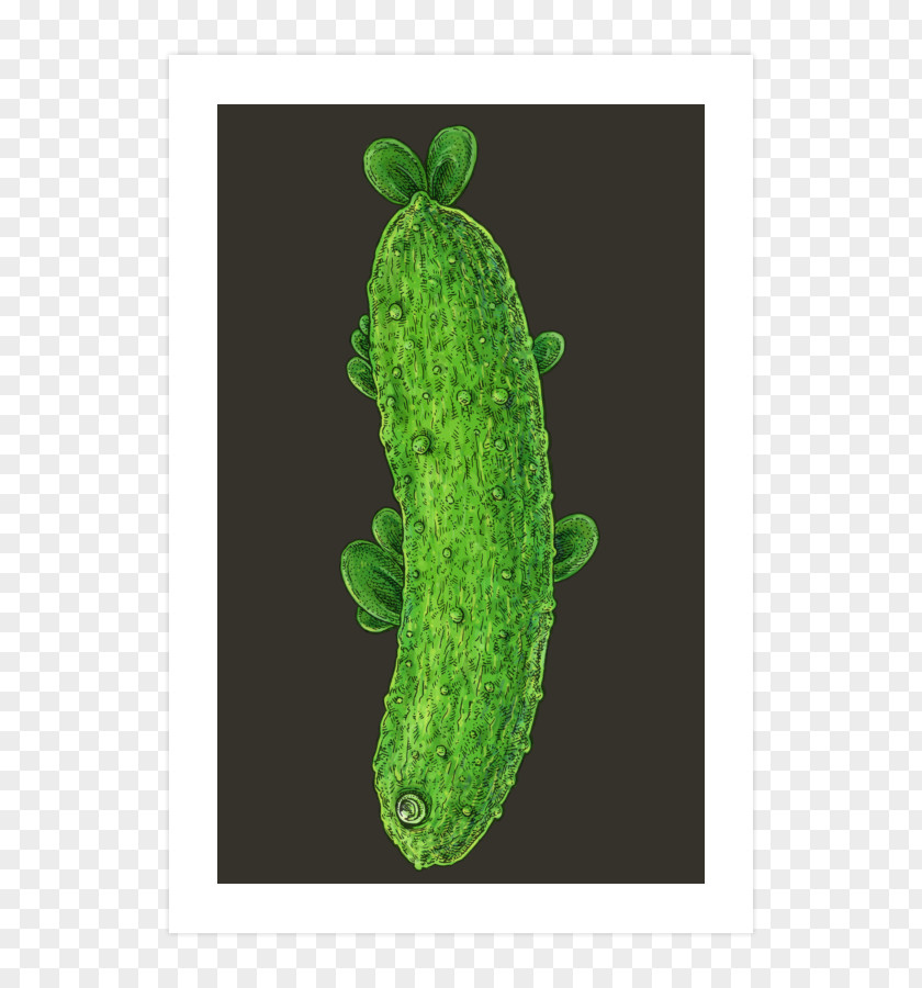 Cucumber PNG