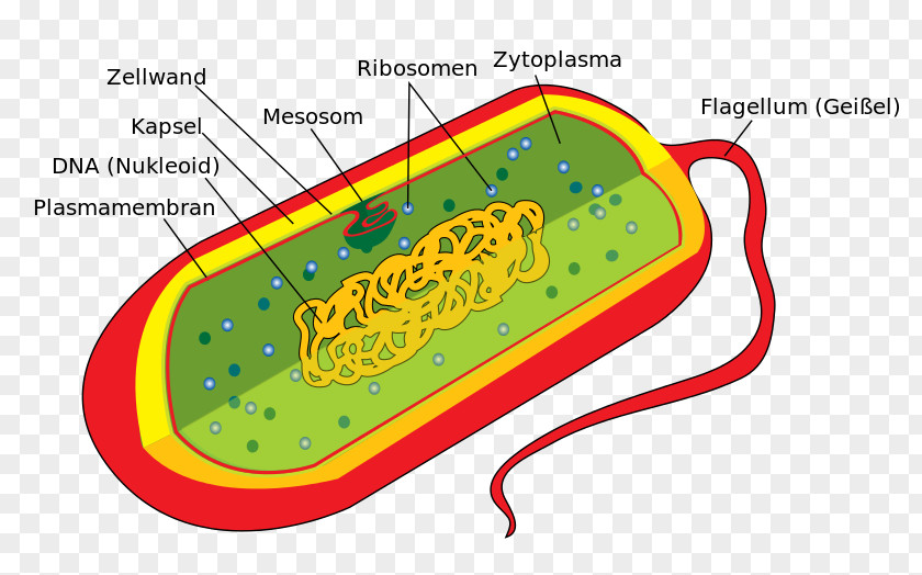 Eukaryotic Cell Bacterial Structure Prokaryote Eukaryote PNG