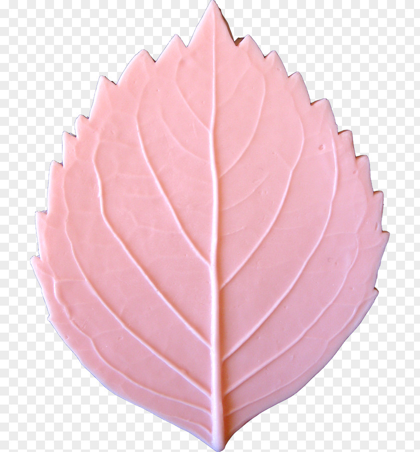 Leaf Maple Petal Pea Hydrangea PNG