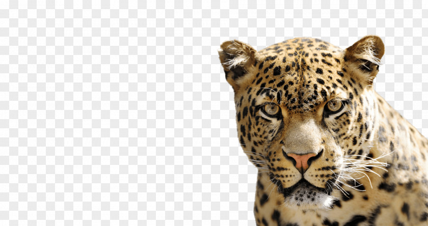 Cheetah National Geographic Kids Felidae African Leopard PNG