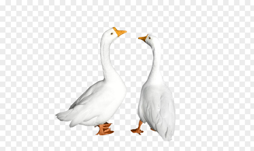 Duck Goose Cygnini American Pekin Animal PNG