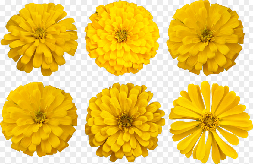 Flower Cut Flowers Mexican Marigold Photograph English PNG