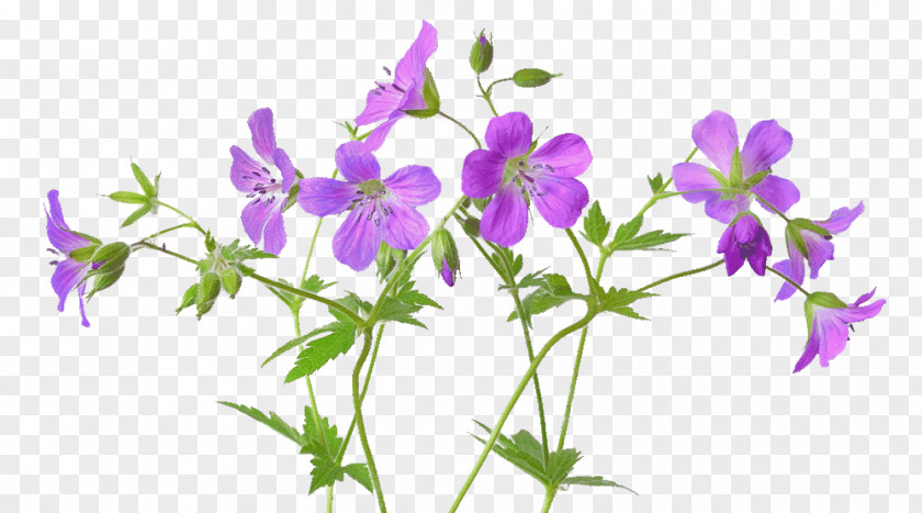 Flower Meadow Geranium Pratense Maculatum Stock Photography PNG