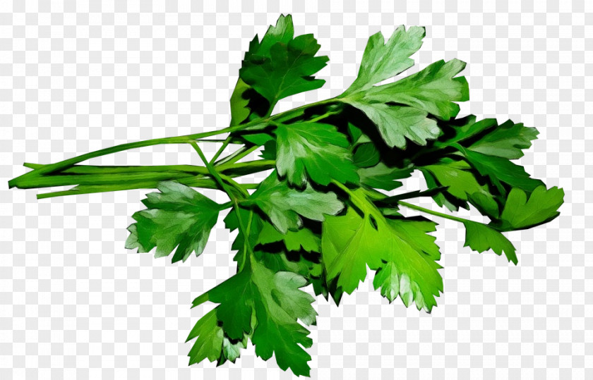 Food Herb Parsley PNG