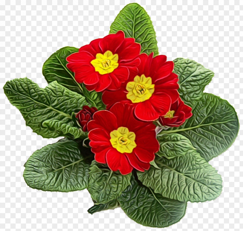 Perennial Plant Houseplant Transparency Primrose Plants Flowerpot Color PNG