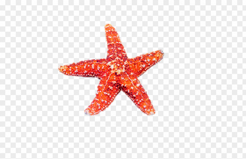 Starfish Beach Sea PNG