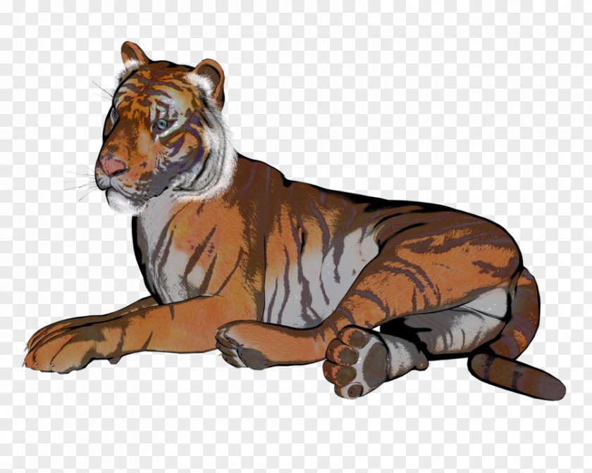 Tiger Lion Drawing Illustration Whiskers PNG