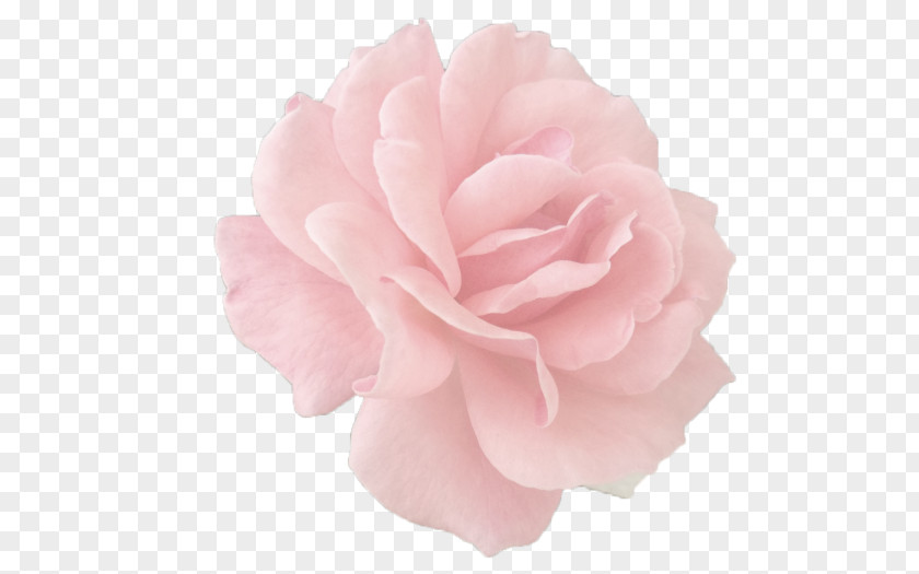Garden Roses Centifolia Pink Paper Cut Flowers PNG