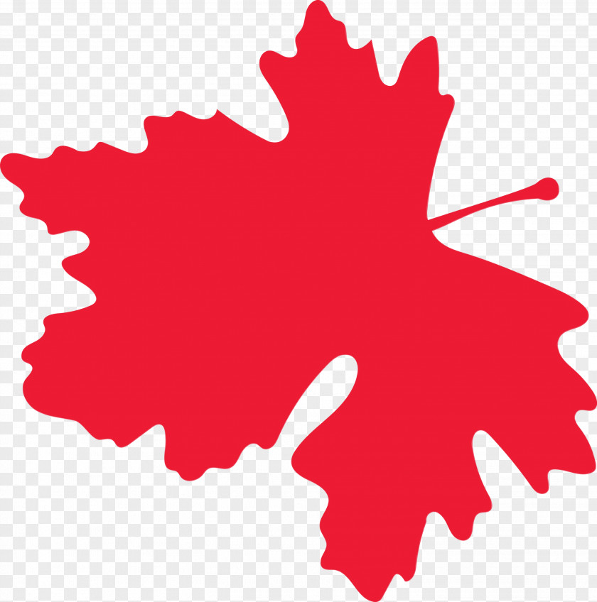 Maple Leaf PNG