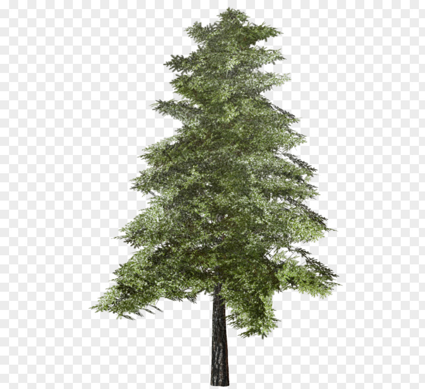 Tree Spruce Fir Plants Clip Art PNG