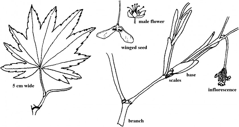 Twig Organ Plant Stem Leaf PNG stem Leaf, Aceraceae clipart PNG
