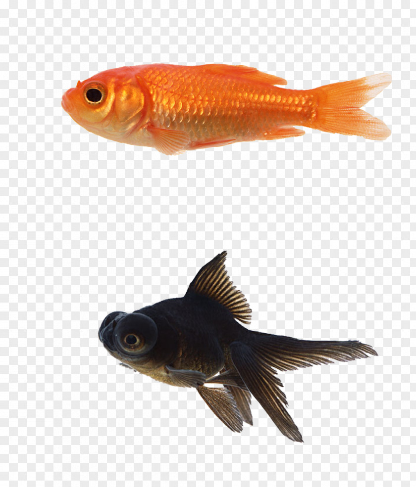 3d Animal Cartoon Animals,Goldfish Blackfish Black Telescope Siamese Fighting Fish Aquarium PNG